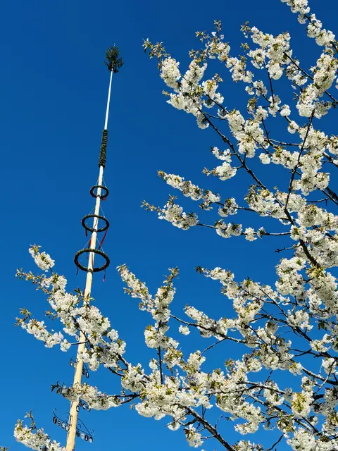 Über 40 Meter hoch ist der Waidringer Maibaum. | Foto: Klaus Kogler