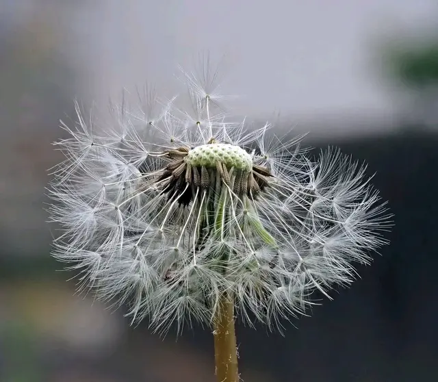 Der Wind sorgt dafür, das sich die kleinen Schirmchen auf die Reise begeben. Damit der Löwenzahn auch in Zukunft blüht. 