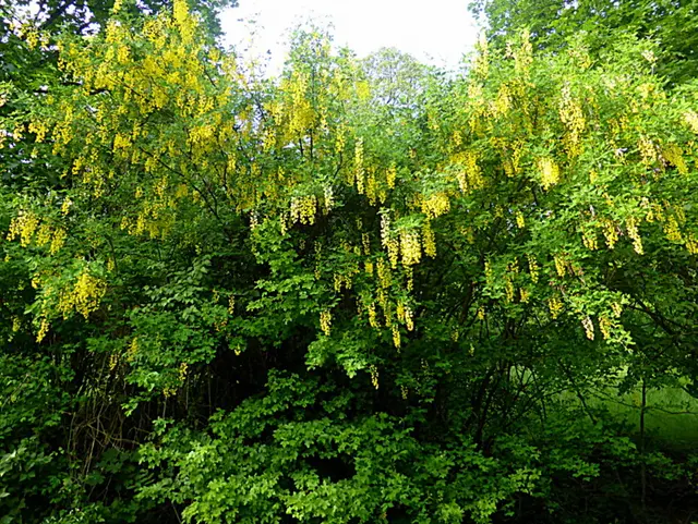 Üppig blüht derzeit der Goldregen. In Gärten oder Parks kann man ihn mit seinen auffälligen Blütenrispen bewundern🌞