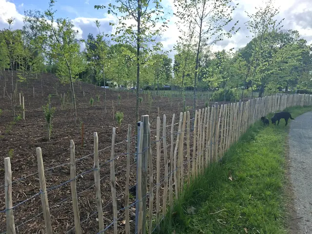Aktuell wird großflächig Altholzkompost in der Grüngürtelschutzzone verteilt ...