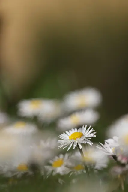 Das Gänseblümchen 🥰

In letzter Zeit greife ich auch immer öfter zur Kamera, wenn ich Blumen entdecke – die bleiben wenigstens brav sitzen und machen keinen Abflug. 😅🤷‍♀️

Und obwohl sie so unscheinbar wirken, steckt so viel Schönheit in ihnen, wenn man sich die Zeit nimmt, genauer hinzusehen. 🌼

Oft sind es genau diese kleinen, stillen Motive, die einem ein Lächeln ins Gesicht zaubern. ✨