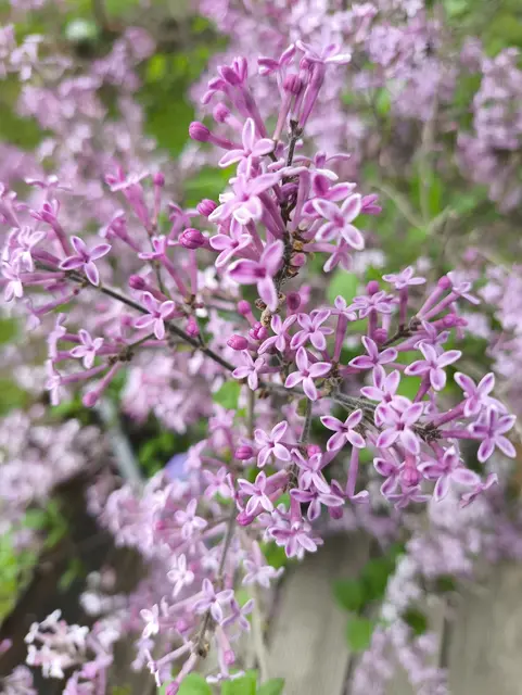 Bloomerang Dark Purple...