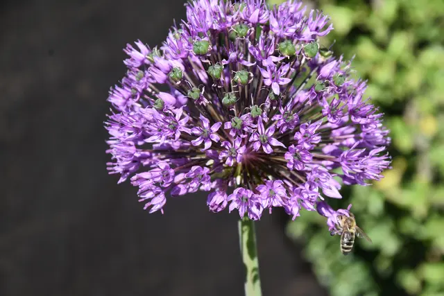 Biene auf Blume