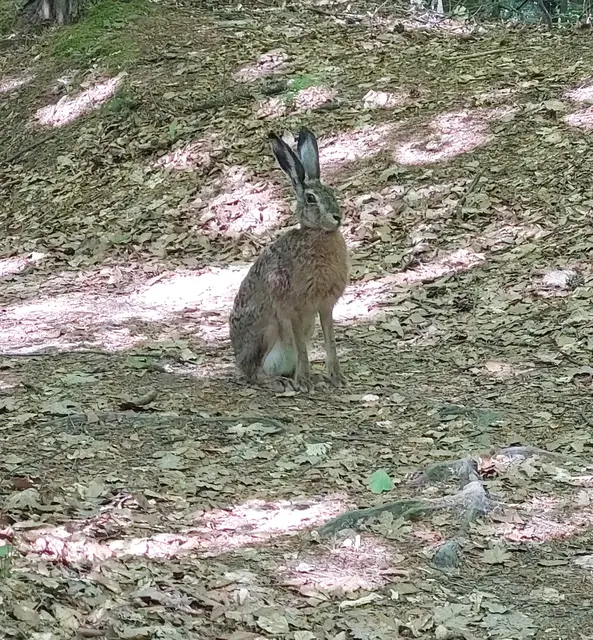 ...am Weg zum Dreiländereck (A/HU/SLO) mache ich Rast auf einem Holzbankerl, drehe mich um, sitzt Meister Lampe vor mir! Er beachtet mich nicht und hoppelt seelenruhig davon....
Da freue ich mich, so eine schöne Begegnung! 🙏🐇
 | Foto: Monika Petanovitsch 