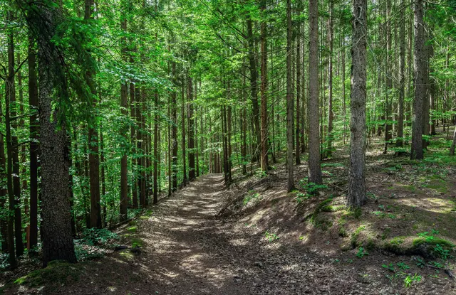  Licht und Schattenspiele auf einem Waldweg.