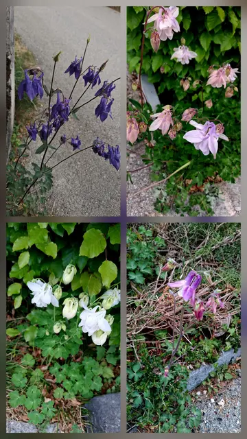Eine Collage aus 4 Akeleien: dunkel-lila, rosa, weiß und hell-lila