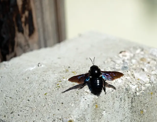 Blauschwarze Holzbiene
