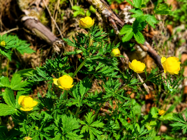 Die Trollblume ist eine heimische Wildpflanze mit leuchtend gelben Blüten. Sie gilt als leicht giftig und kann bei Berührung oder Verzehr Hautreizungen sowie Magen-Darm-Beschwerden verursachen. Besonders Kinder und Haustiere sollten keinen Kontakt mit der Pflanze oder ihren Pflanzenteilen haben.