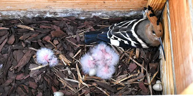 Ich denke es sind 5 Jungvögel.
