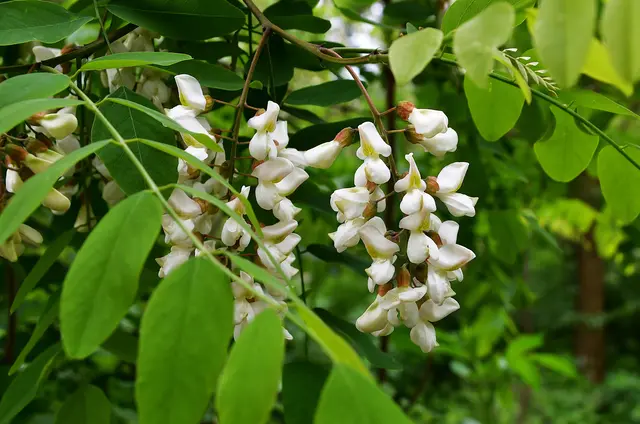 Die Akazienblüte hat begonnen. Jetzt muss nur noch das Wetter mitspielen und wärmer werden.