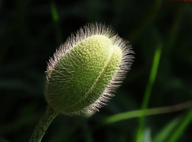 AUCH IN DEN KNOSPEN SCHÖN, Frühsomer wird es im Pettenbacher Naturgarten, die Mohnblüten werden bald aufgehen