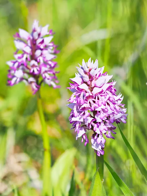 Das Helm-Knabenkraut ist eine streng unter Naturschutz stehende und gefährdete heimische Orchidee. Sie kommt zB auf Magerrasen vor. Die oberen Blütenblätter bilden zusammen einen "Helm". | Foto: Anton Kroh