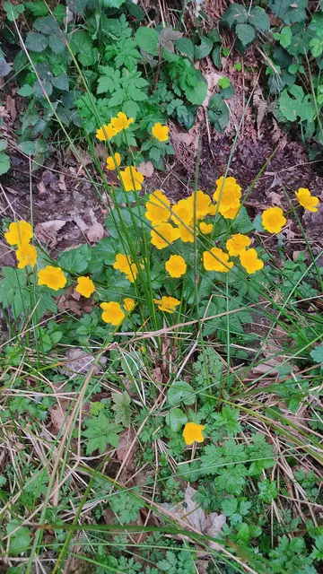 ...wie hier die Sumpfdotterblume. Das Bild entstand noch in der Trockenperiode am 2. Mai. Irgendwie verwunderlich, dachte immer sie hat es gerne feucht. Möglicherweise war's gar nicht solo trocken wie wir meinten... | Foto: Günther Koch