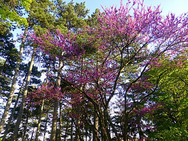 Der Blütenzauber im Wald im Frühling ist ein faszinierendes Naturschauspiel🌺🌺🌺Judasbaum