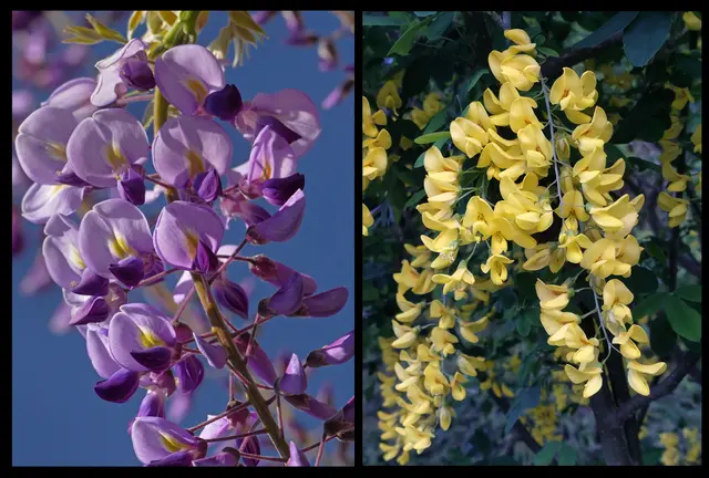 Wenn es in BLAU und in GOLD regnet