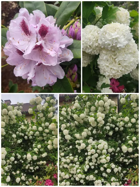 ...ist heuer Rekordverdächtig, noch nie seit ich mich erinnern kann hat er derart viele Blüten Bälle ausgebildet. Auch unser Rhododendron startet voll durch, mit wundervollen riesigen Blüten, eine echte Augenweide und Bienen bzw. Hummelweide. Der eher trockene April hat ihnen anscheinend gut getan. | Foto: Günther Koch