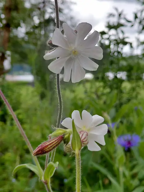 Foto: H.Bachinger