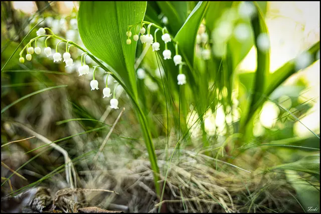 Die Maiglöckchen , eine giftige Schönheit im Garten 