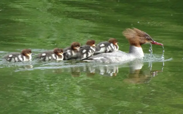 Luxuriöser Transport für die Gänsesägerküken !