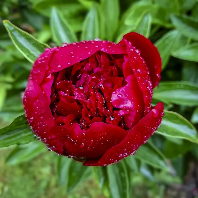 Regentag
Foto: Glaser 