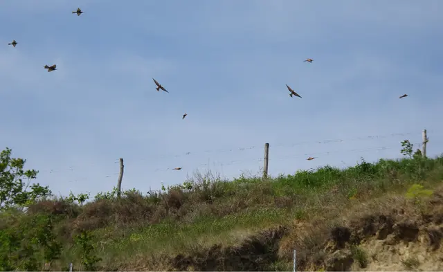 Bienenfresser-Spektakel in der Gottschelle !