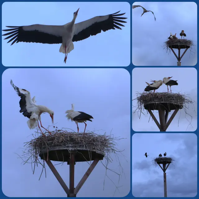 ...durfte ich gestern zuhören und das war wieder ein neues Erlebnis. Wie aus dem NICHT`S flog plötzlich ein dritter Storch über das Nest. 
Gelandet ist er nicht, wird wohl nicht der Nachwuchs gewesen sein.
Ich bleib dran, ob vielleicht doch noch Nachwuchs kommt. Bei dem kalten, regenreichen Wetter haben sie es momentan leider nicht leicht.