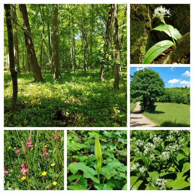 Frühling im Wienerwald.