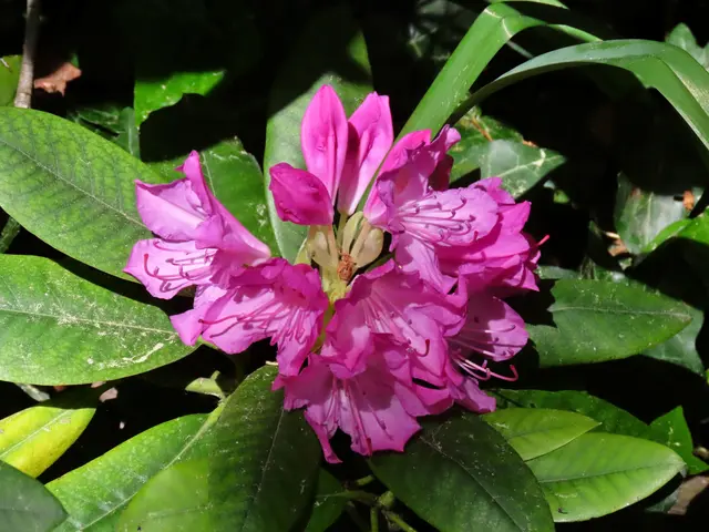 was passt zu rhododendron und hortensie Bio-Hortensien- & Rhododendrondnger kaufen
