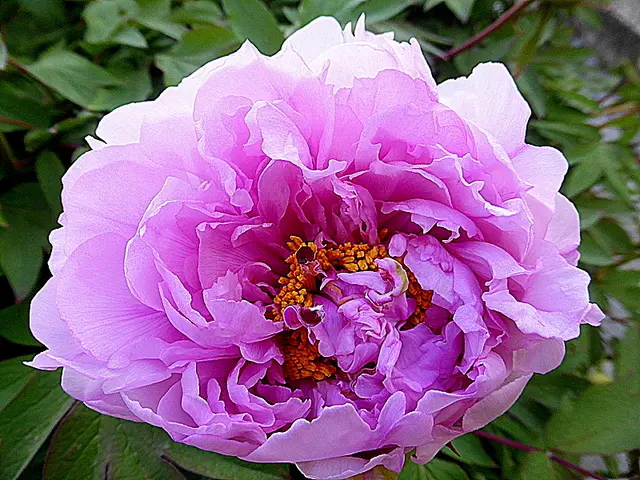 Pfingstrosen sind wahre Königinnen der Blumen. Ihre atemberaubende Blütenpracht verzaubert jeden Garten🌺💖🌺