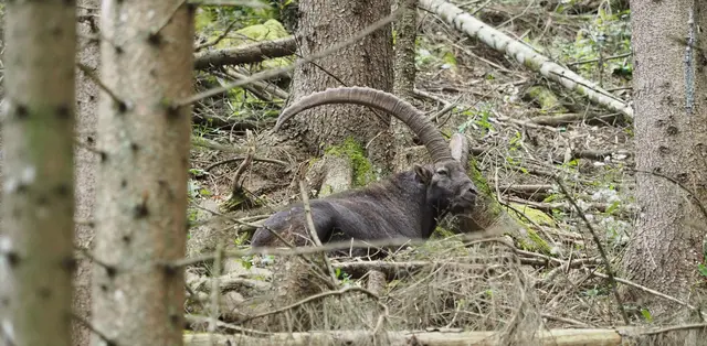 Steinbock Steiermark
