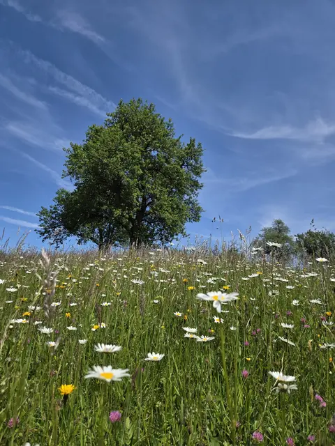 Ein herrlicher Anblick ist diese schöne Blumenwiese auf dem Hochkogelberg.
 | Foto: Martina Fölser