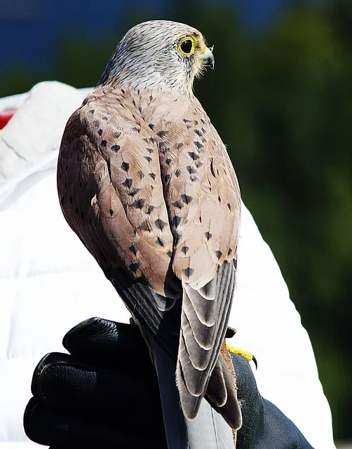 Foto: Turmfalke Burgarena Landskron