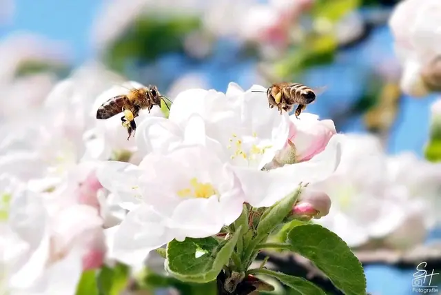 Der Ehrentag bzw Gedenktag für die fleißigen und nützlichen Bienen wird seit 2018 begangen. 