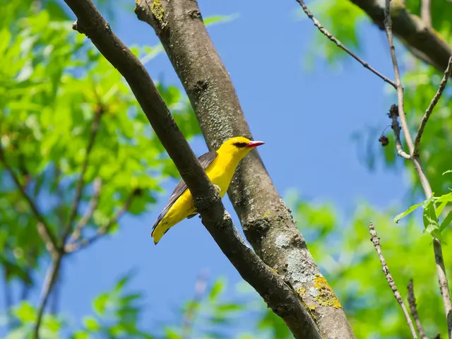 Bei einem Spaziergang durch den Schlosspark Laxenburg konnte ich in den oberen Baumkronen einen Pirol entdecken.  | Foto: Anton Kroh