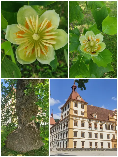 ... wunderschön irrsinnig groß, und weiß Gott wie alt. Die herrlichen Blüten reichen bis zum Boden. Wenn man sich im Netz schlau macht, erreicht er ein Alter zwischen 300 und 450 Jahre und wird zwischen 25 bis 35 m hoch mit einer Kronenbreite von bis zu 20 m. Und wenn man die Tulpenbäume von Eggenberg so ansieht liegen diese überall an der Obergrenze. Überhaupt gibt's hier im Schlosspark Baumriesen vor denen man vor Ehrfurcht beinahe erstarrt. Ein herrlicher Platz dieses Eggenberg, immer einen Besuch wert... | Foto: Günther Koch