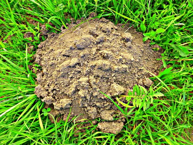 Eine naturbelassene Wiese ist das ideale Revier für Familie Maulwurf. Der Boden ist dort meist locker, reich an Humus und bietet mit Regenwürmern, Larven und Insekten eine hervorragende Nahrungsquelle. Die unterirdischen Gangsysteme lockern zudem den Boden auf und verbessern die Erde📸