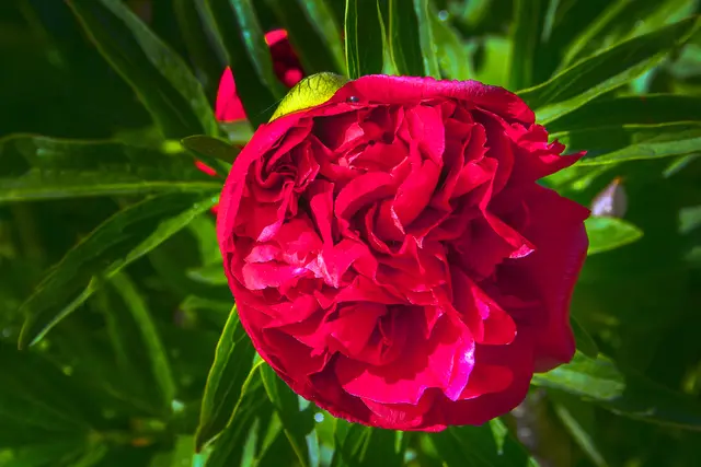 Pfingstrosenblüte