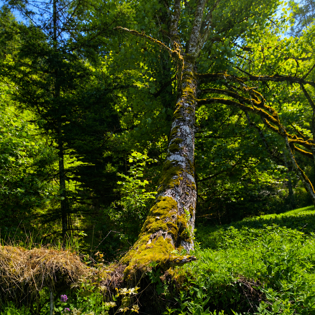 Moosbedeckter, entwurzelter Baumstamm im Wald der Ramsau bei Molln, umgeben von Farnen, feuchter Erde und frischem Frühlingsgrün. Die freigelegten Wurzeln und das weiche Moos verleihen der Szene eine ruhige, urwaldähnliche Stimmung im Nationalpark Kalkalpen.