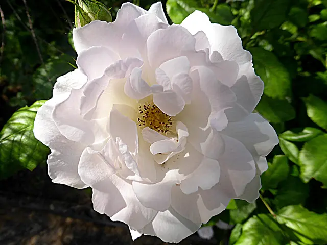 Die Rose als Symbol der Schönheit💖