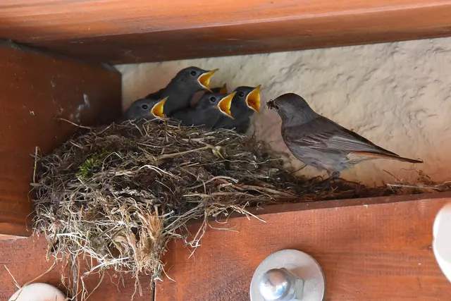 ST. ROMAN. Ein Rotschwanzpärchen hat zurzeit viel Arbeit, um ihre fünf jungen Rotschwänze zu füttern. Rotschwänze sind bereits jahrelang Stammgast in unserem Carport. | Foto: Alois Braid