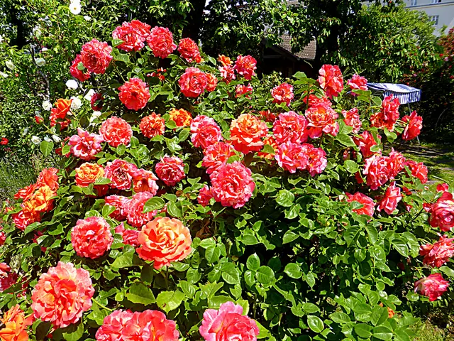 Es gibt Augenblicke, in denen eine Rose wichtiger ist als ein Stück Brot💖(Rainer Maria Rilke)