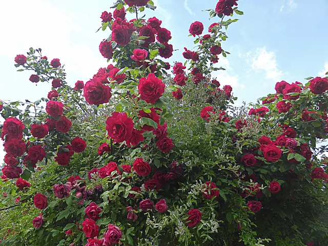 Herzliche Grüße aus meinem Garten💖