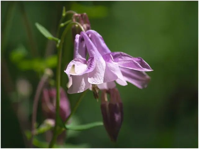 Akeleiblüte