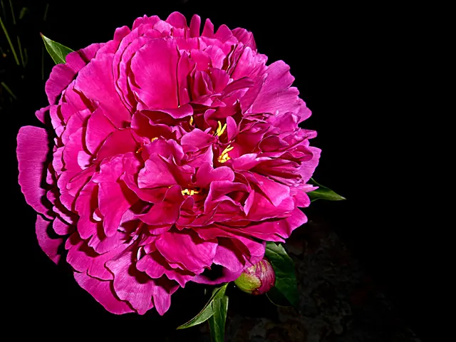 Heute noch in voller Pracht
Blüht die Rose über Nacht
Kommt der Schnitter Tod, der rasche,
Schönheit ist nur Staub und Asche🌺