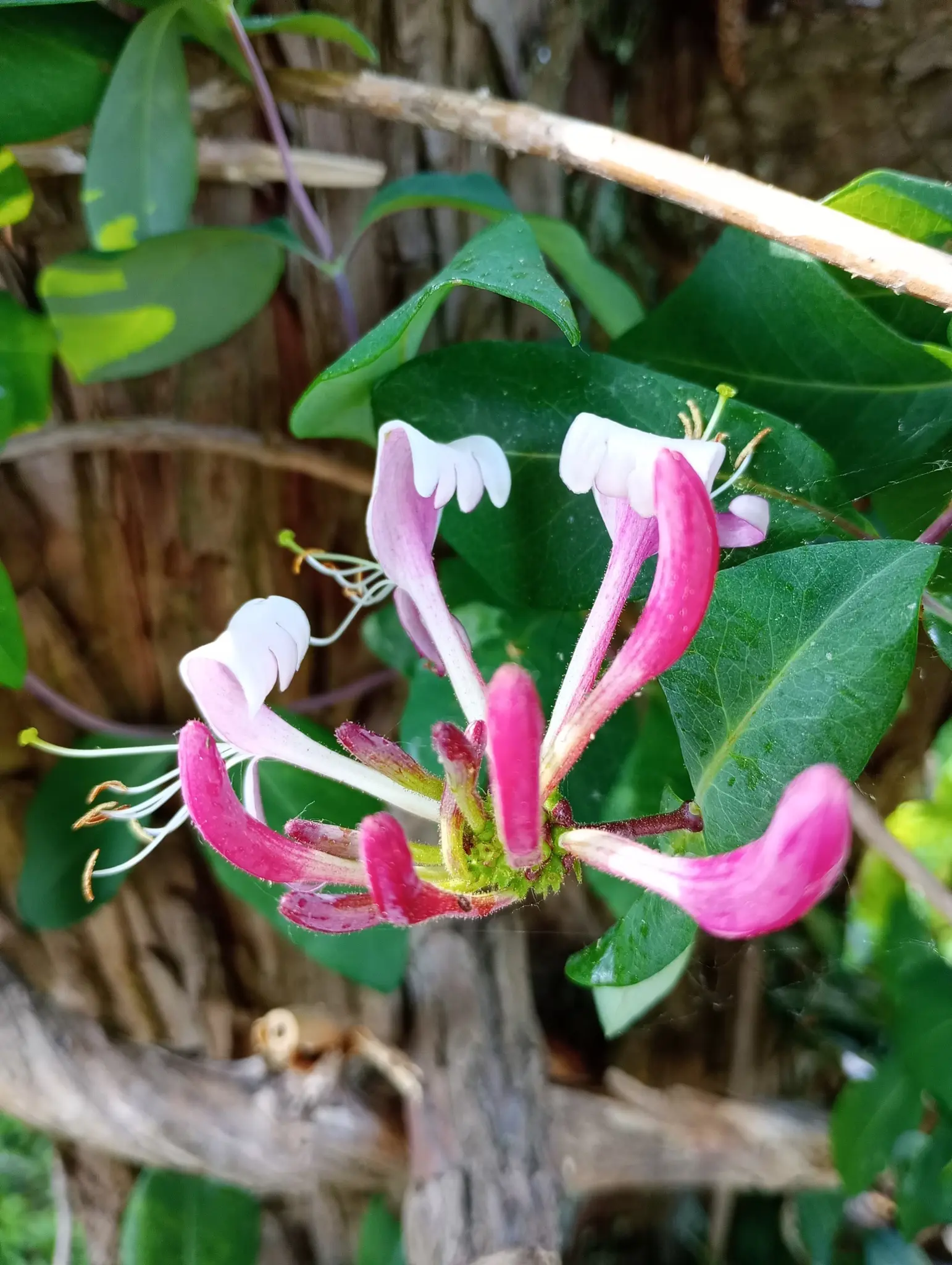 JeLngerJeLieber (Lonicera Caprifolium) in Blte - Detailaufnahme - mit  intensiven Duft in einem Garten in Leibnitz
