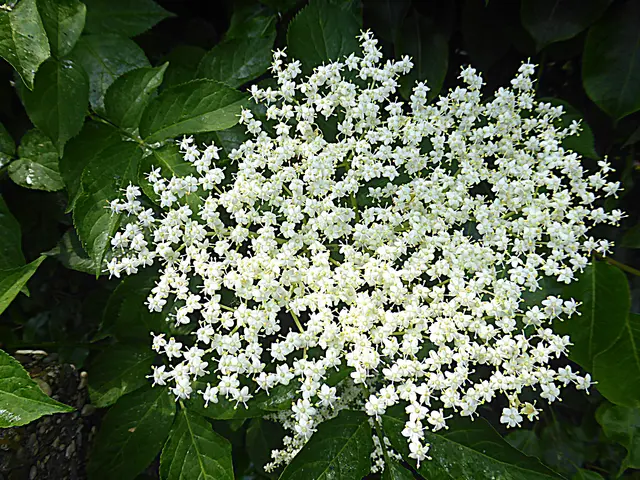 Da läuft einem sofort das Wasser im Mund zusammen! Frische Hollerstrauben (in Backteig herausgebackene Holunderblüten) sind besonders jetzt im Frühsommer eine wunderbare und traditionelle Köstlichkeit📸