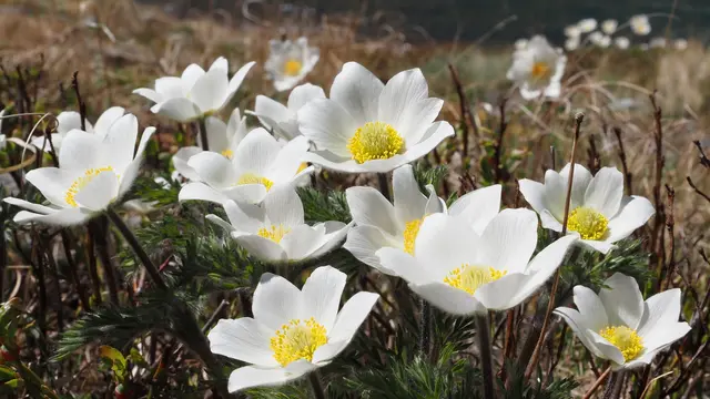 Die Alpen Kuhschelle, auch Alpen Anemone genannt