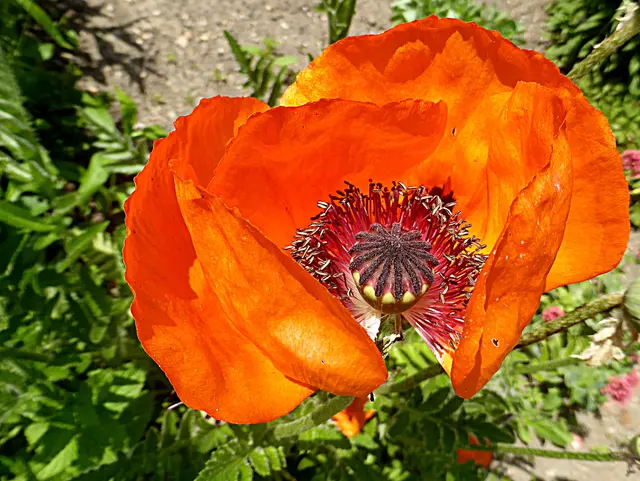 Neben ihrer ästhetischen Schönheit besitzt die Mohnblume auch eine symbolische Bedeutung. In vielen Kulturen steht sie für Schlaf, Vergänglichkeit und Träume. Die zarten Blütenblätter, die wie hauchdünnes Papier wirken, verleihen der Mohnblume eine gewisse Zartheit und Eleganz💖