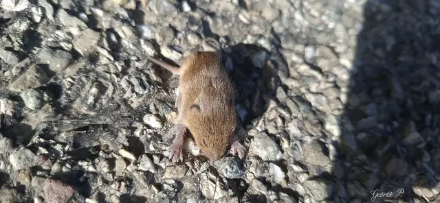 ... ist diese kleine Babymaus. 
Haben sie beim Spazieren gehen auf der Straße gefunden und haben sie vorsichtig Richtung Wiese begleitet.  | Foto: Gabriele Pröller