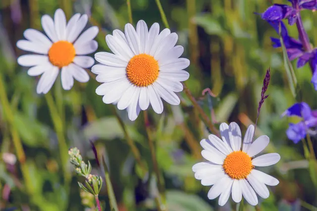 Gänseblümchen
